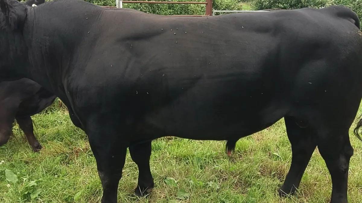 Angus Bull for Sale - Image 2