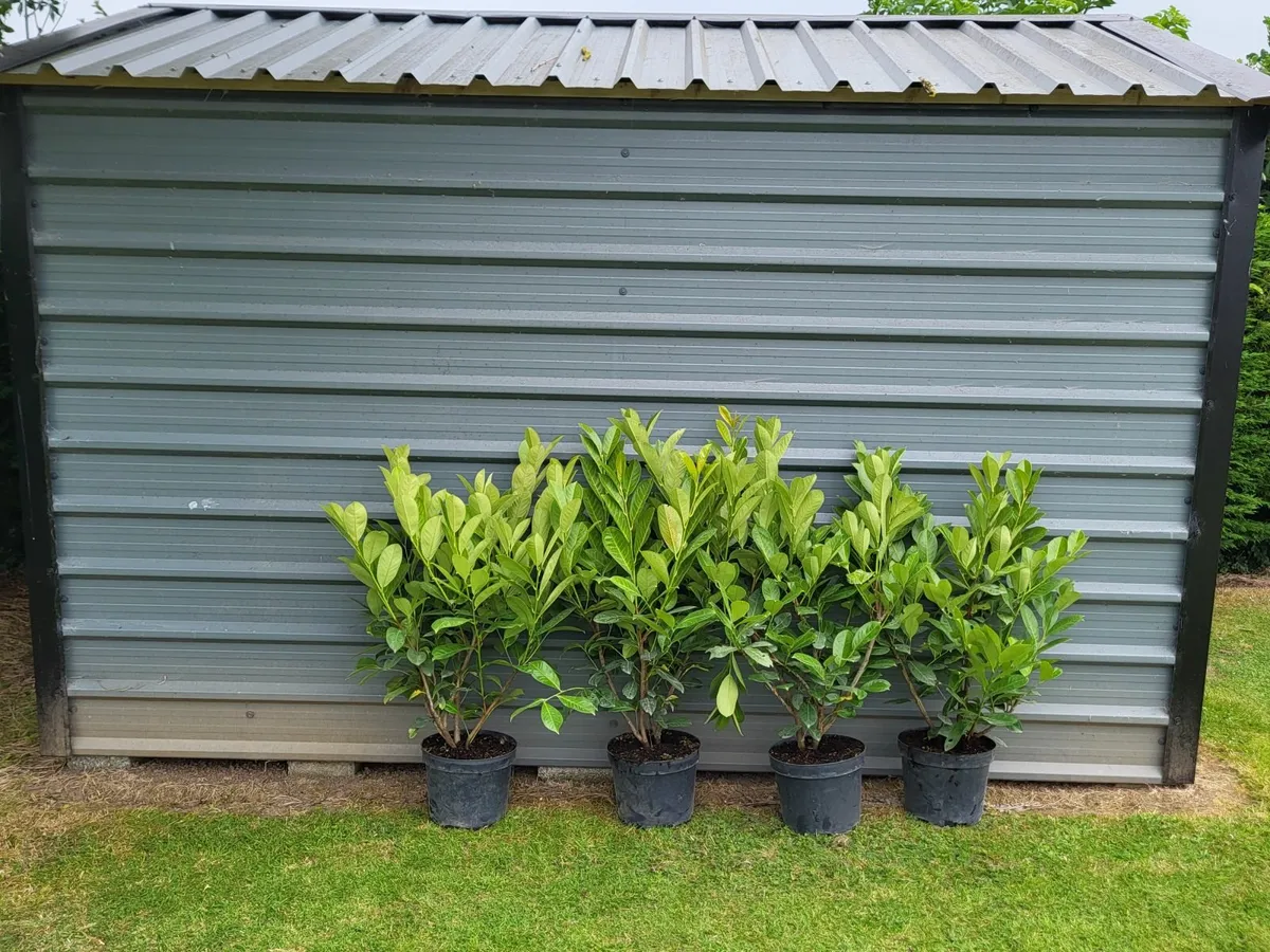 Laurel hedging - Image 3