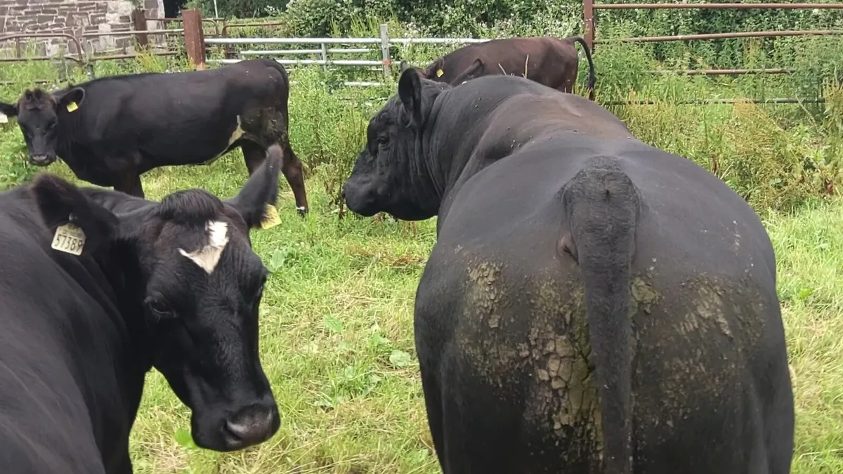 Angus Bull for Sale - Image 3
