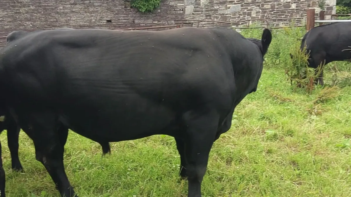 Angus Bull for Sale - Image 4