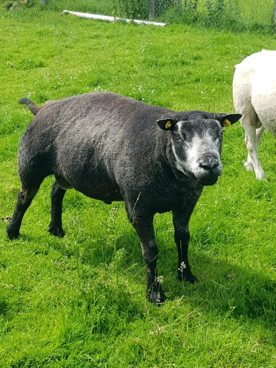 Ram - Image 1