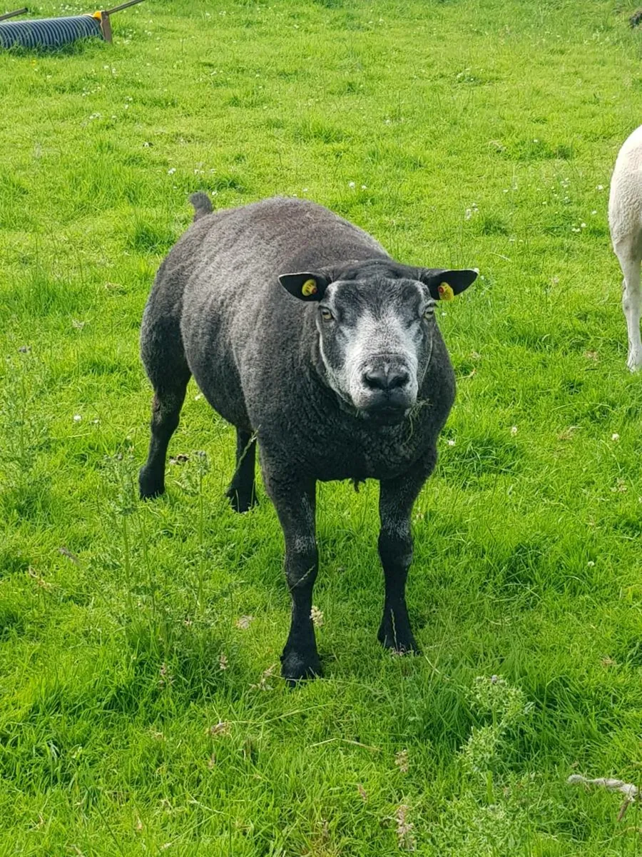 Ram - Image 2