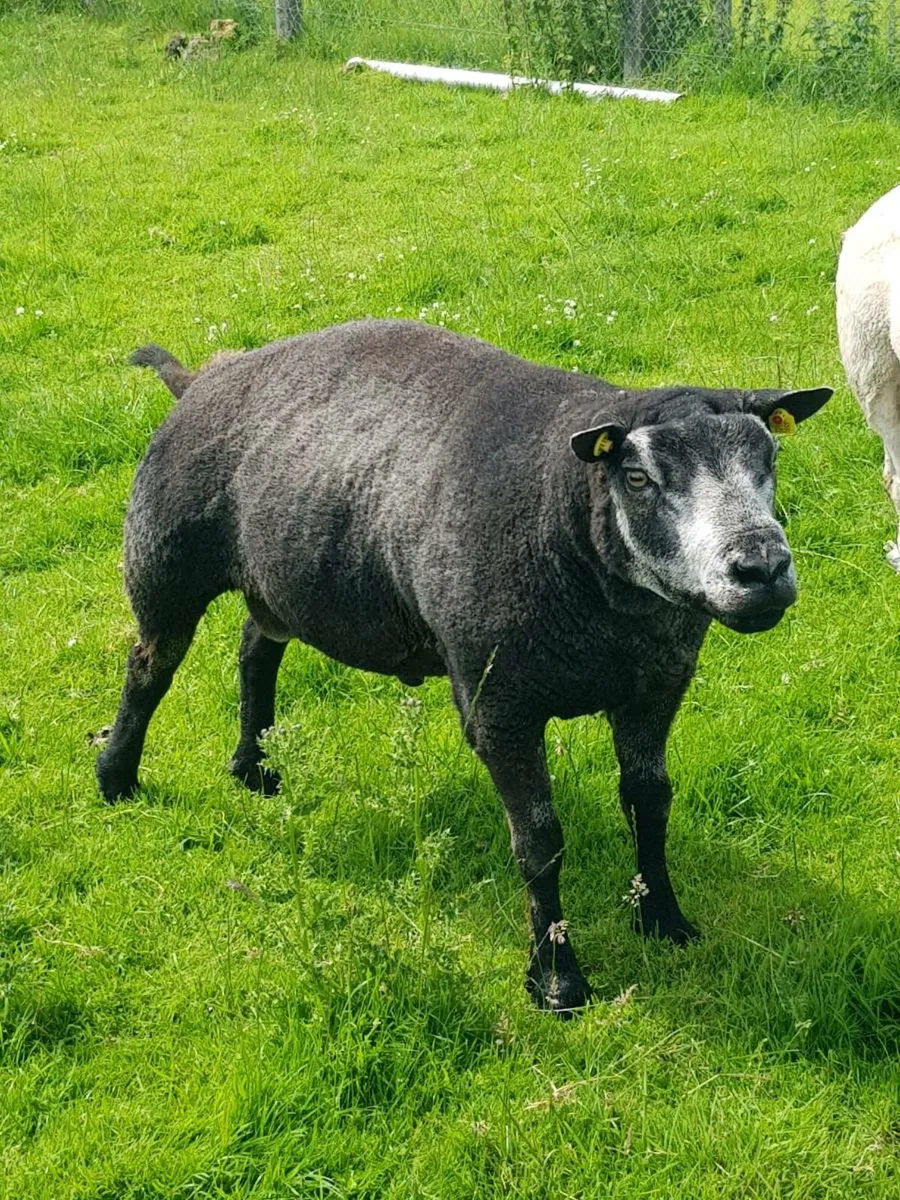 Ram - Image 3