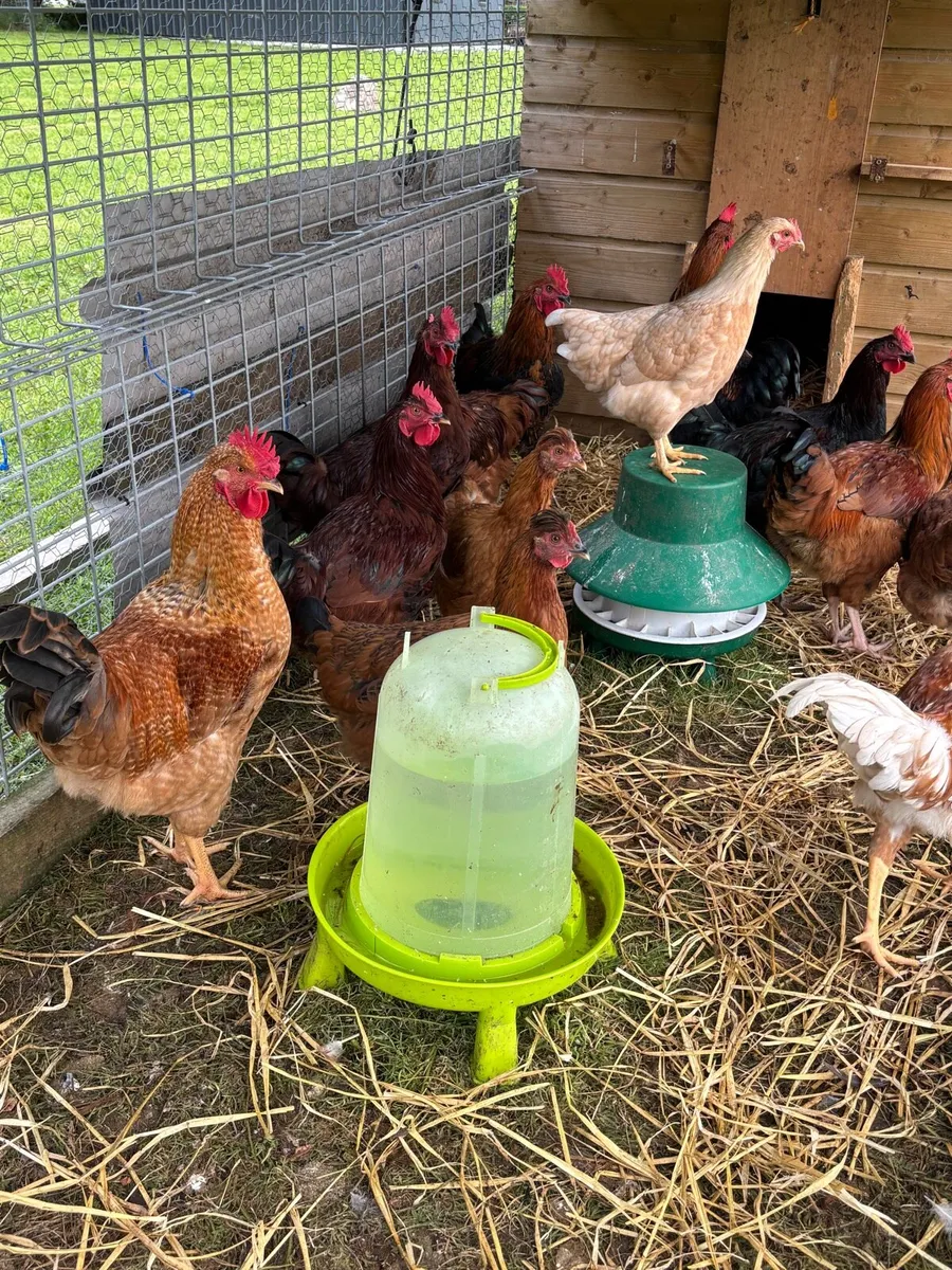 Roosters for sale - Image 2