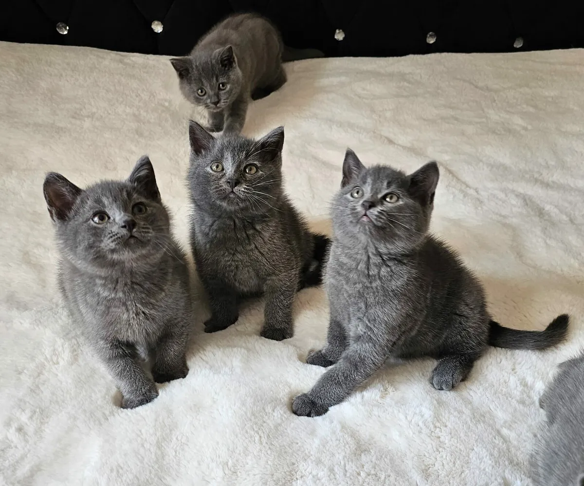 British Kittens - Image 1