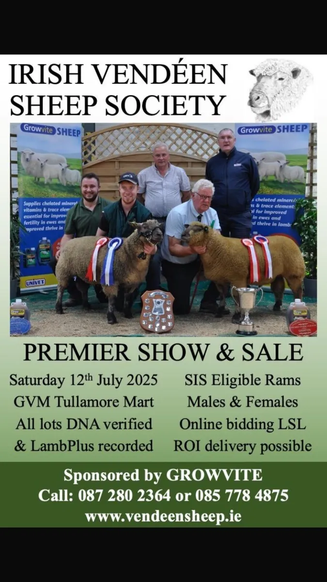 Vendeen sheep - Image 1