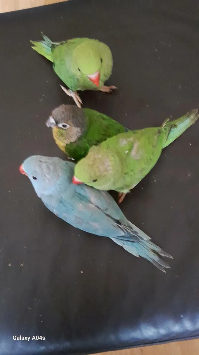 Handreared ringnecks chick's - Image 2