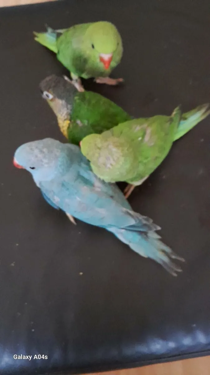 Handreared ringnecks chick's - Image 3