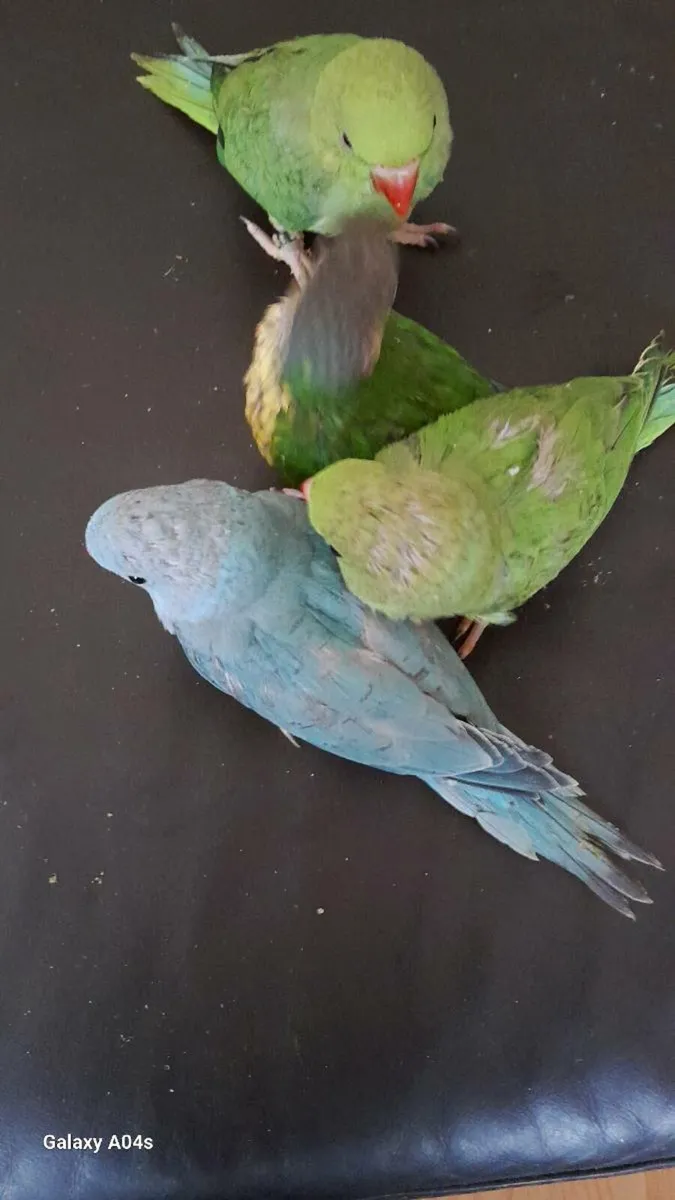 Handreared ringnecks chick's - Image 4