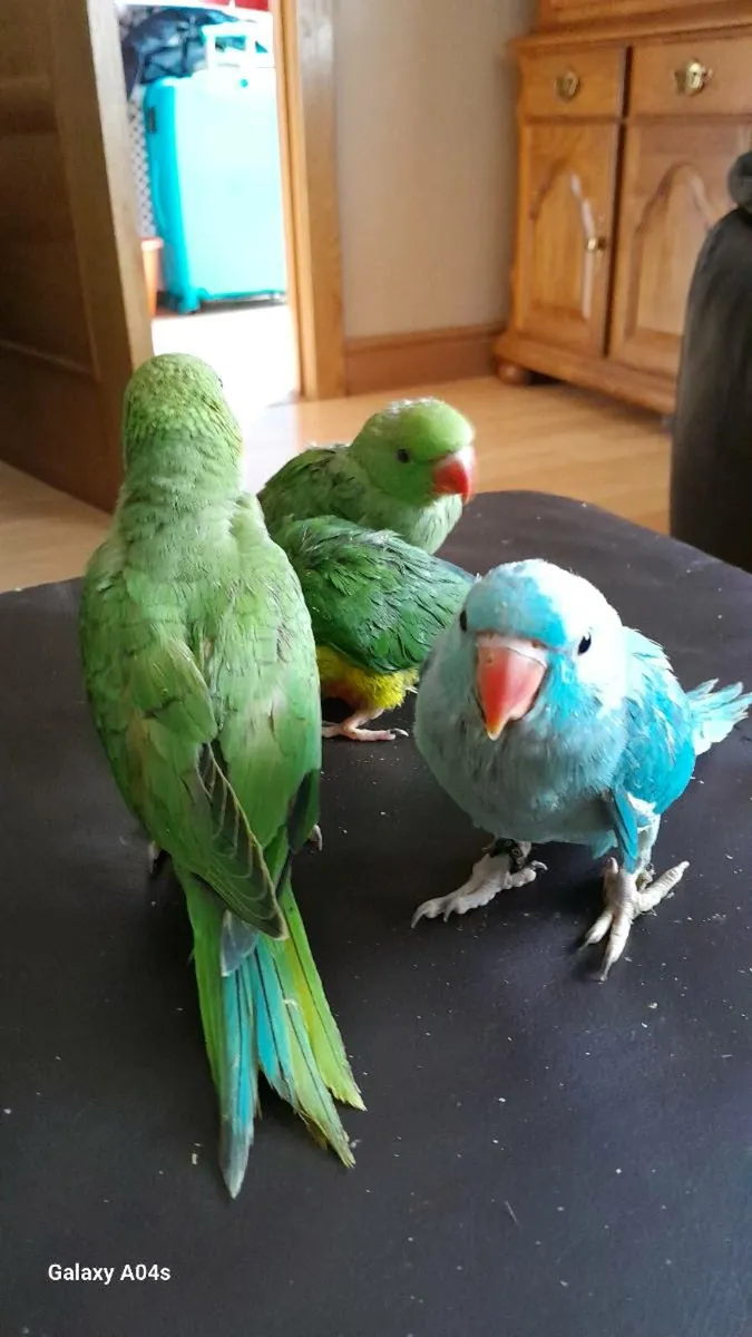 Handreared ringnecks chick's - Image 1