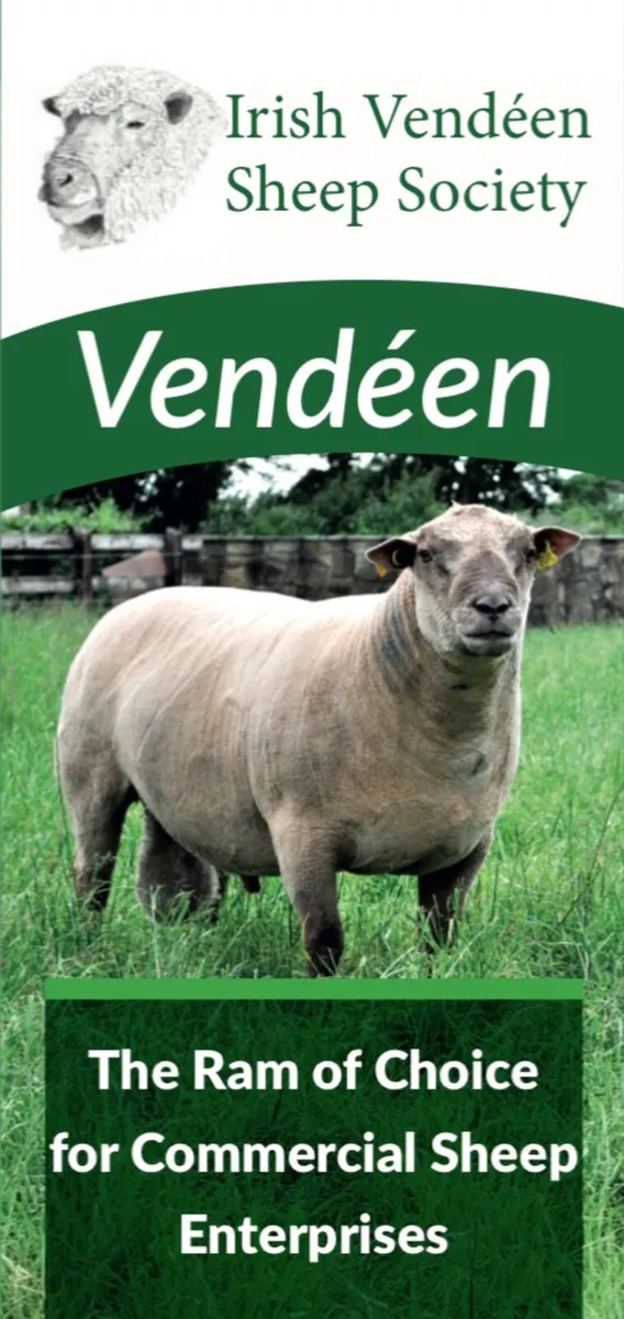 Vendeen sheep - Image 4
