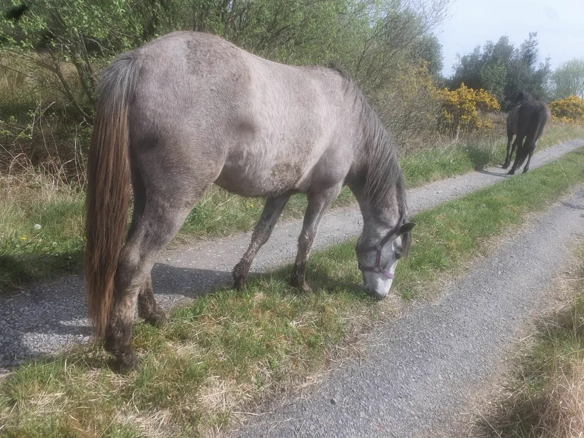 Ponie - Image 4