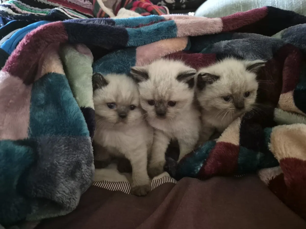 British Shorthair Colourpoint kittens - Image 2