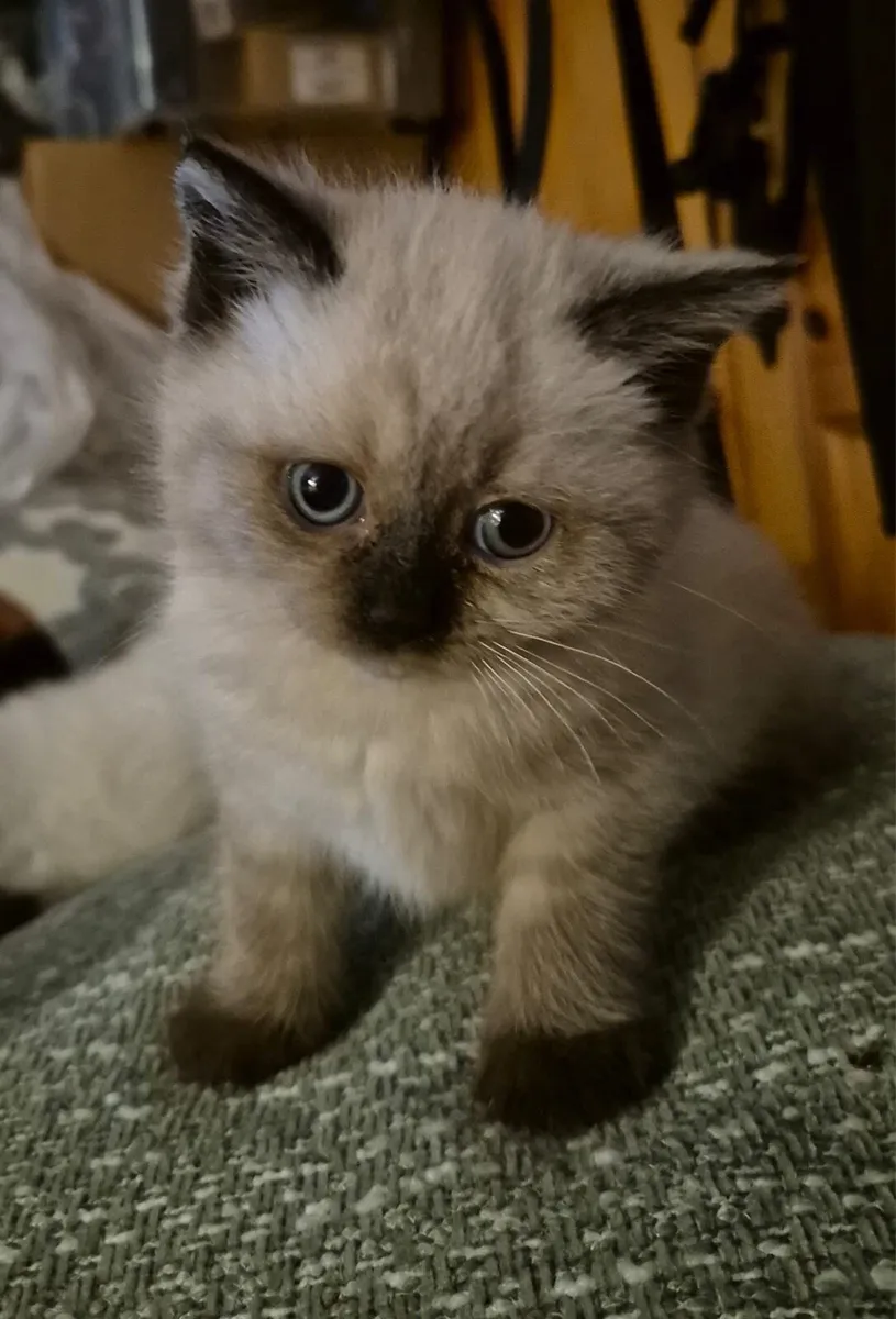 British Shorthair Colourpoint kittens - Image 3