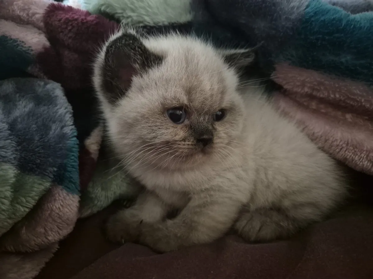 British Shorthair Colourpoint kittens - Image 4