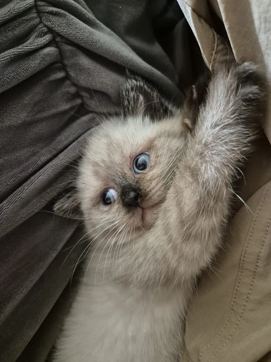British Shorthair Colourpoint kittens - Image 1