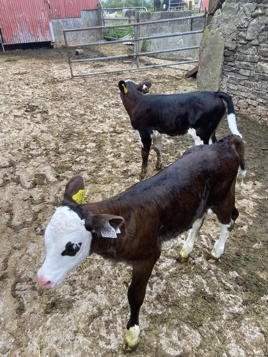 Calves - Image 1
