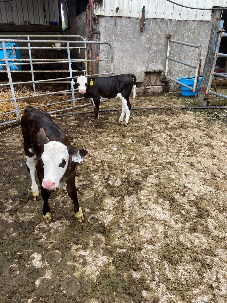 Calves - Image 2