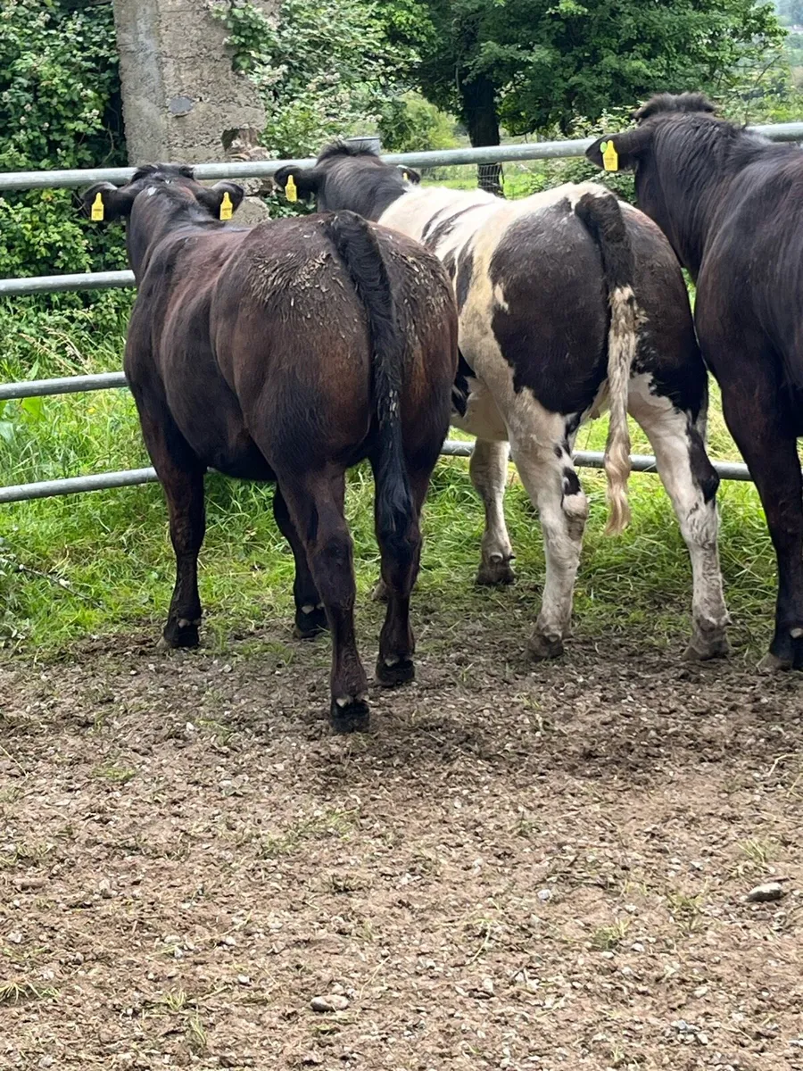 BB heifers - Image 2