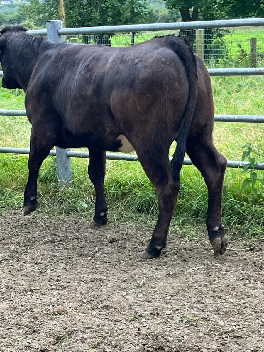 BB heifers - Image 3