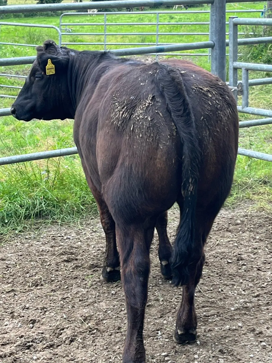 BB heifers - Image 4