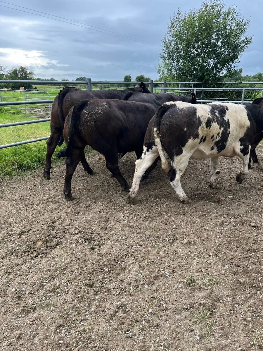 BB heifers - Image 1