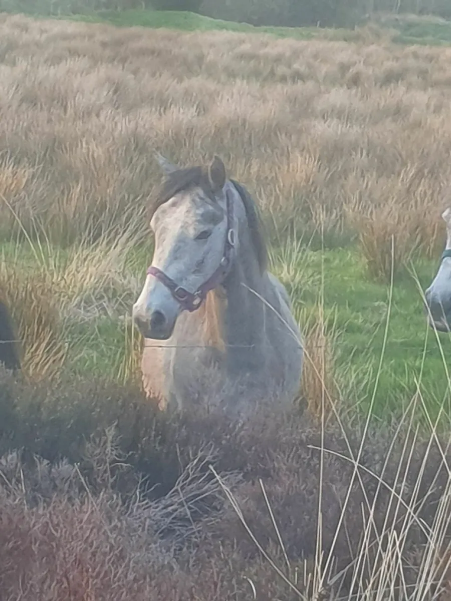 Ponie - Image 1