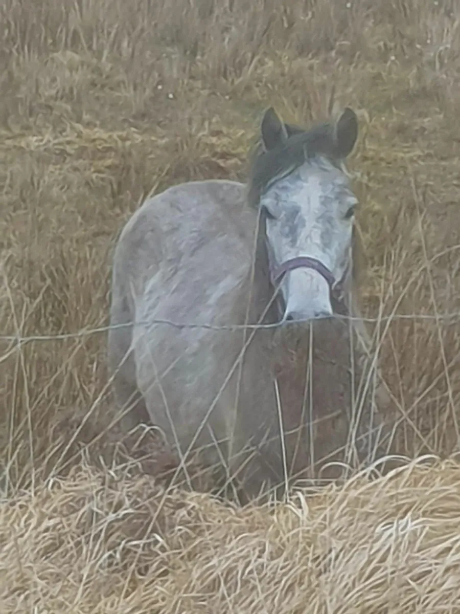Ponie - Image 2