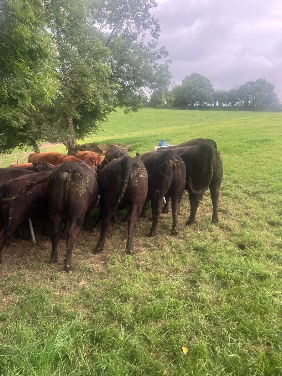 Aberdeen Angus Pedigree Heifers - Image 3