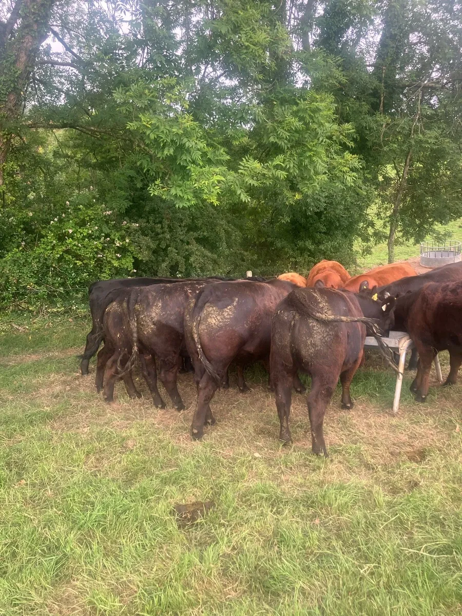 Aberdeen Angus Pedigree Heifers - Image 4