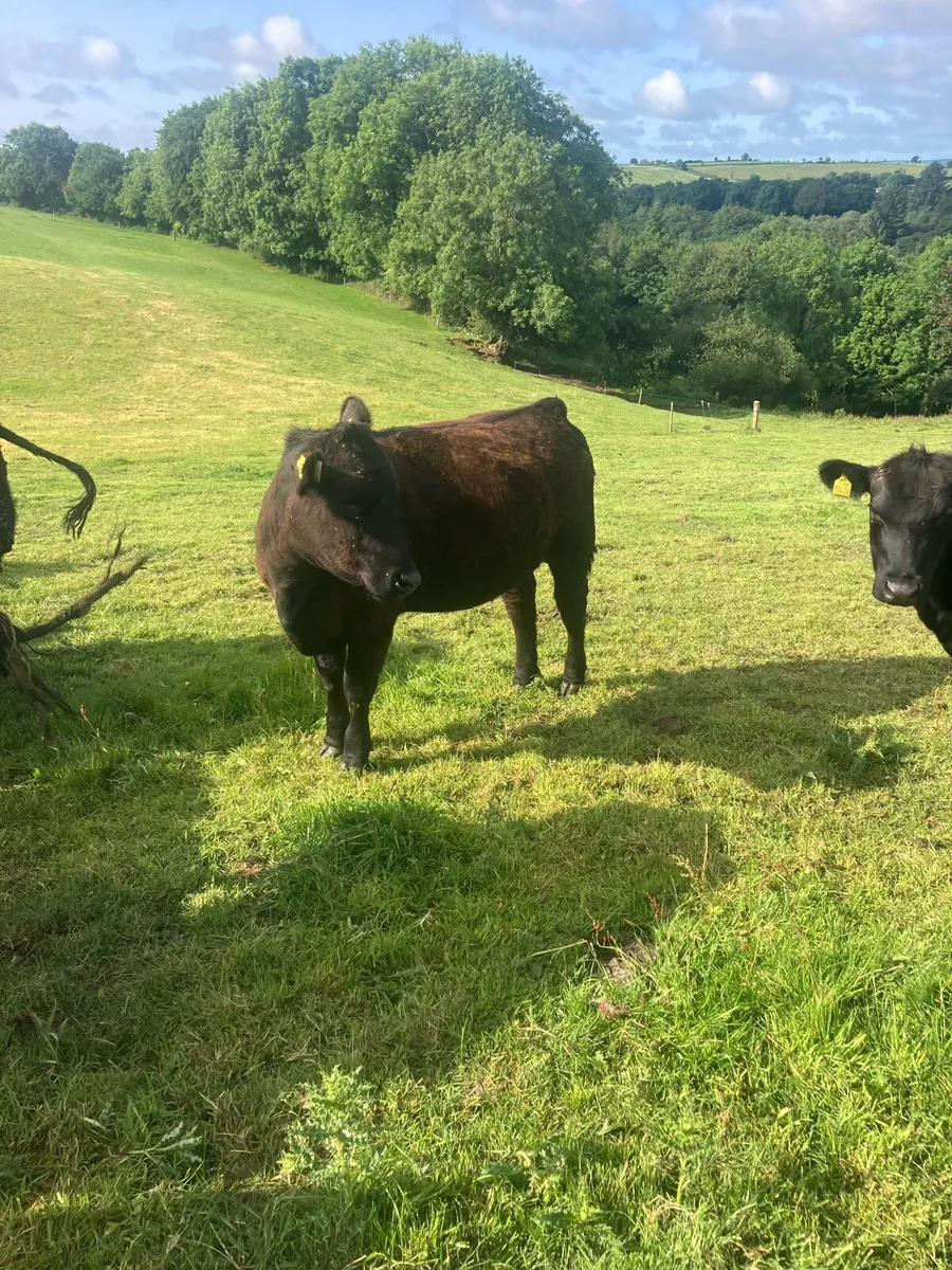 Aberdeen Angus Pedigree Heifers - Image 4