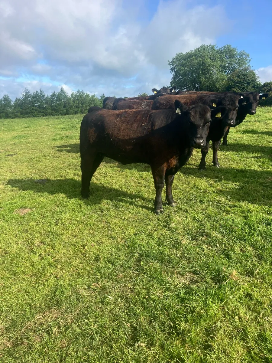 Aberdeen Angus Pedigree Heifers - Image 1