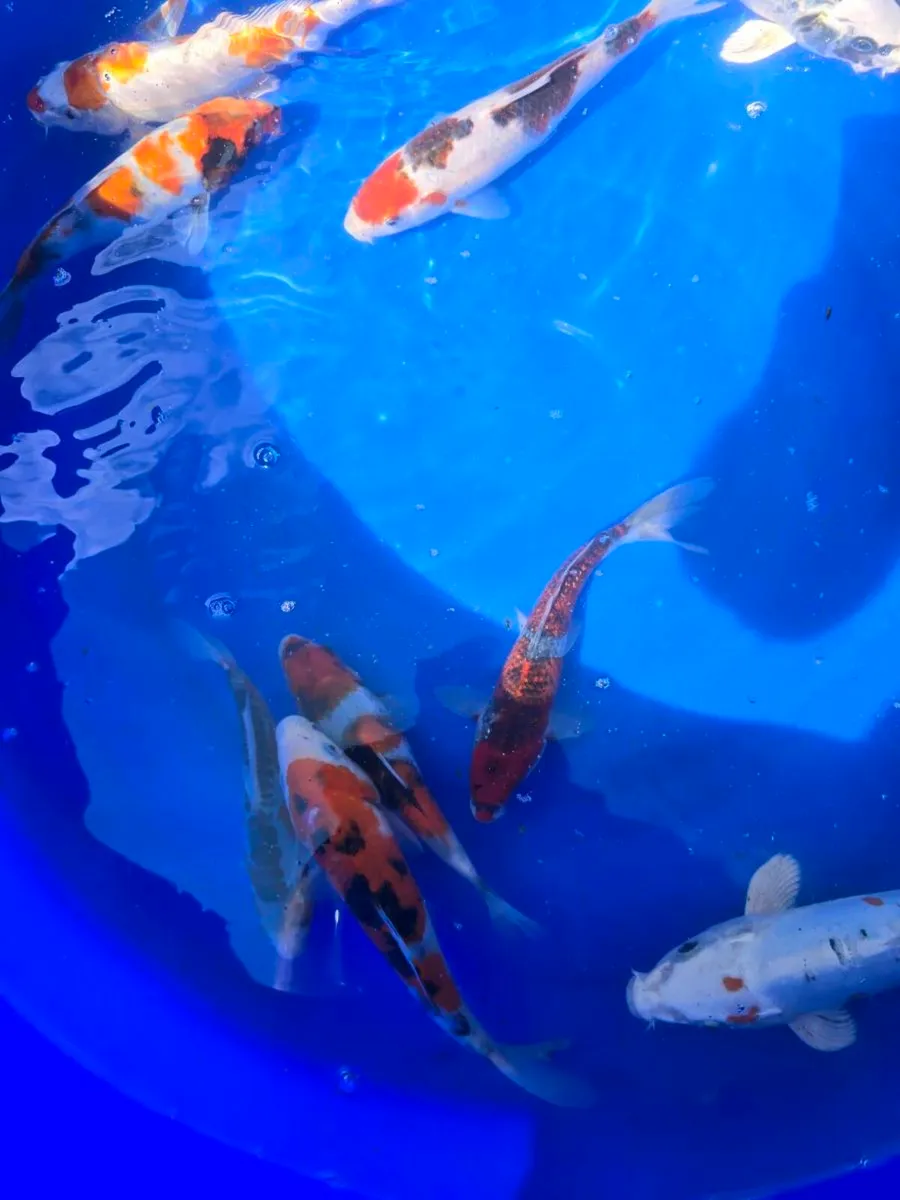 Koi carp fish and pond equipment - Image 1