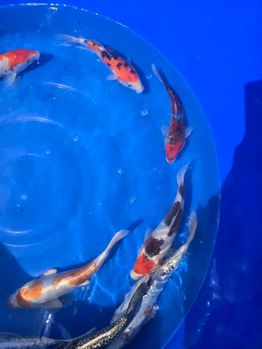 Koi carp fish and pond equipment - Image 2