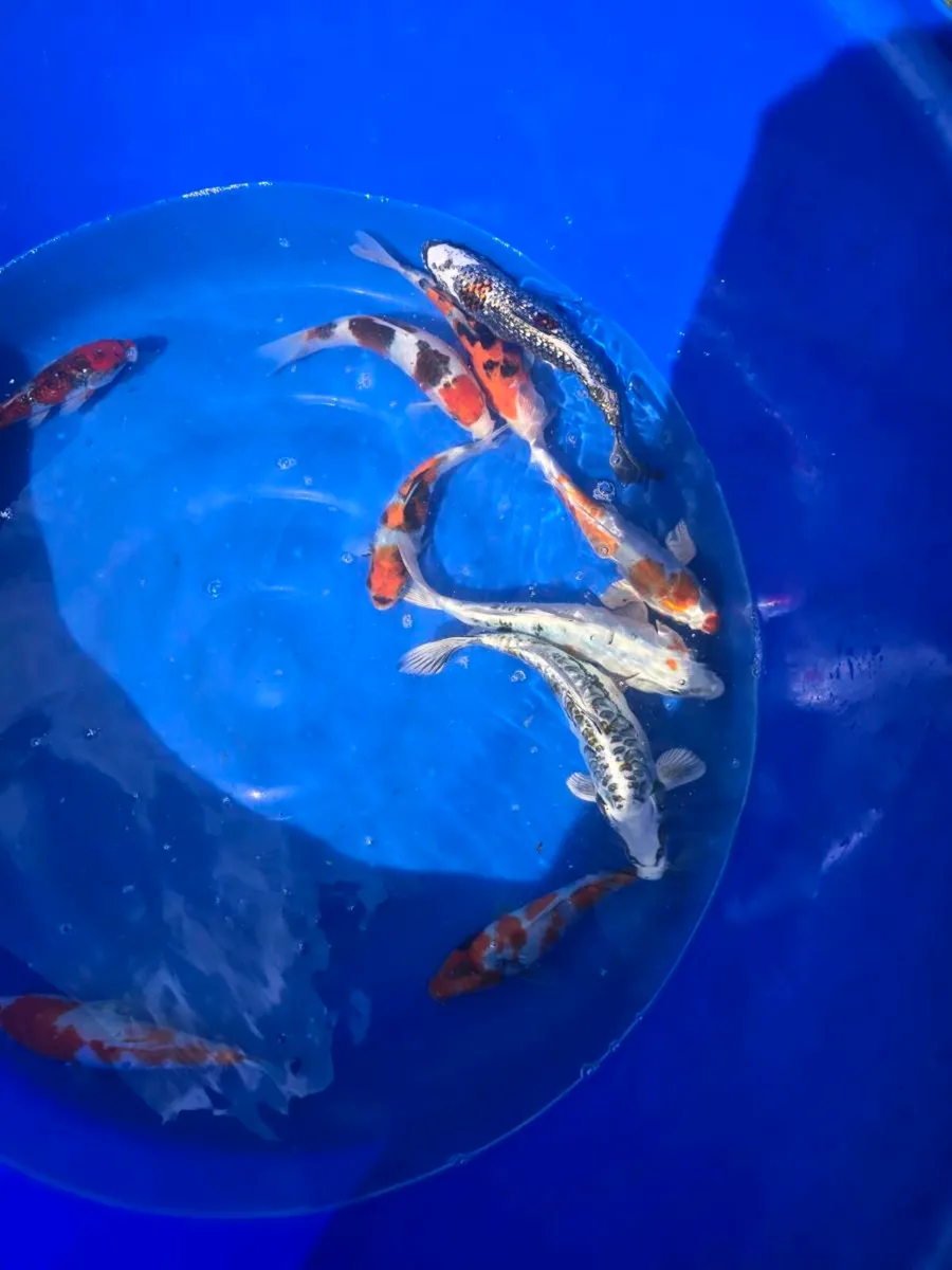 Koi carp fish and pond equipment - Image 3