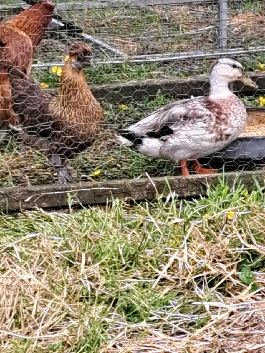 Minature silver appleyard drake - Image 1