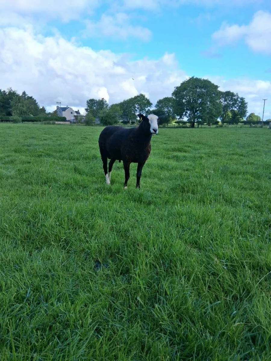 Zwartble ram - Image 1