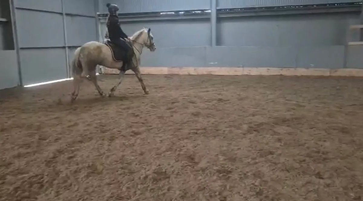 4 year old project pony for sale - Image 1