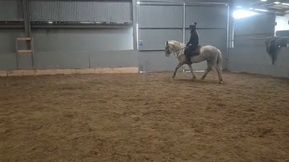 4 year old project pony for sale - Image 2
