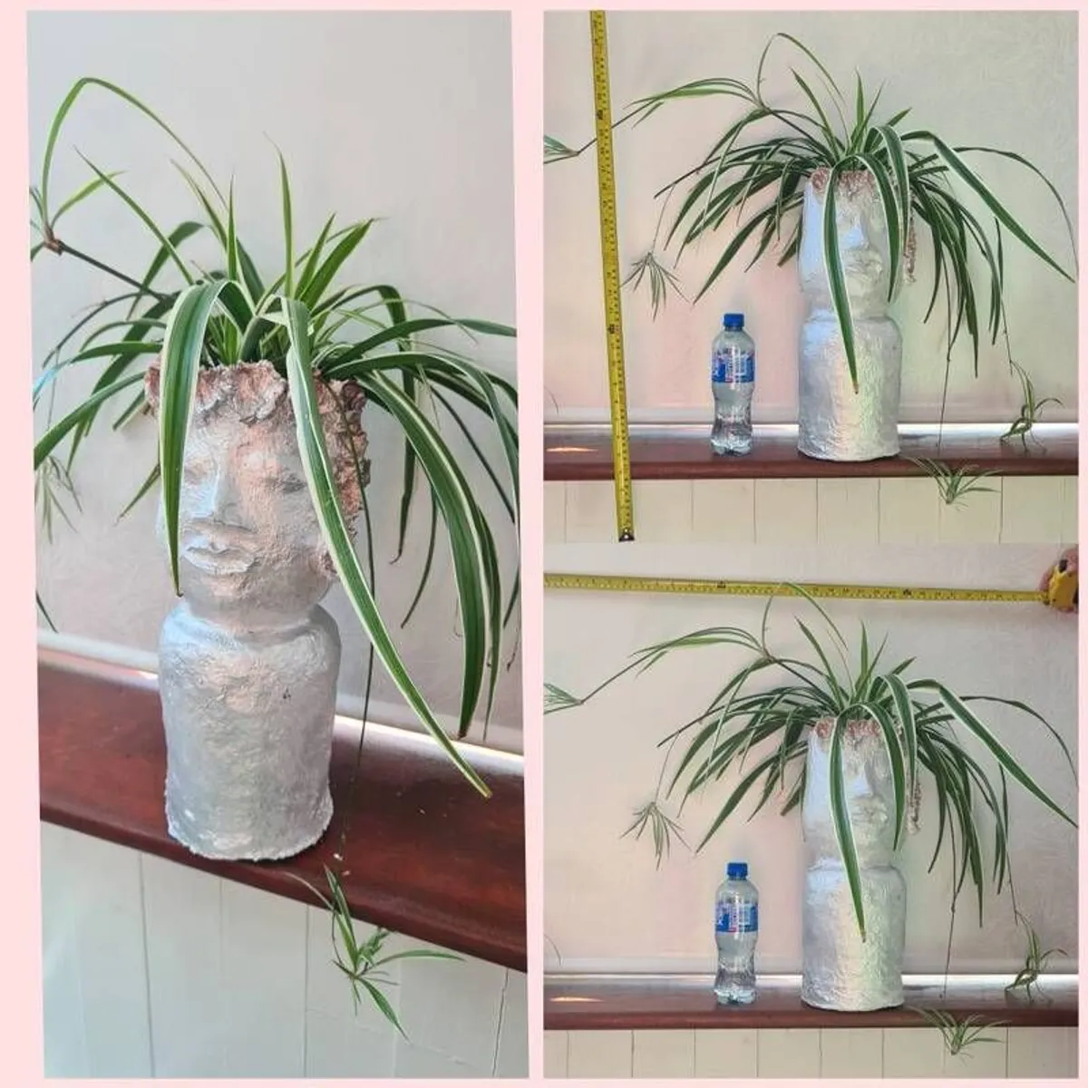 spider plant - Image 1