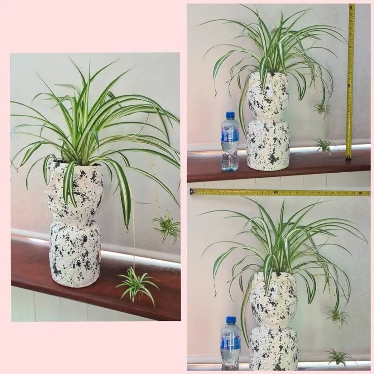 spider plant - Image 2