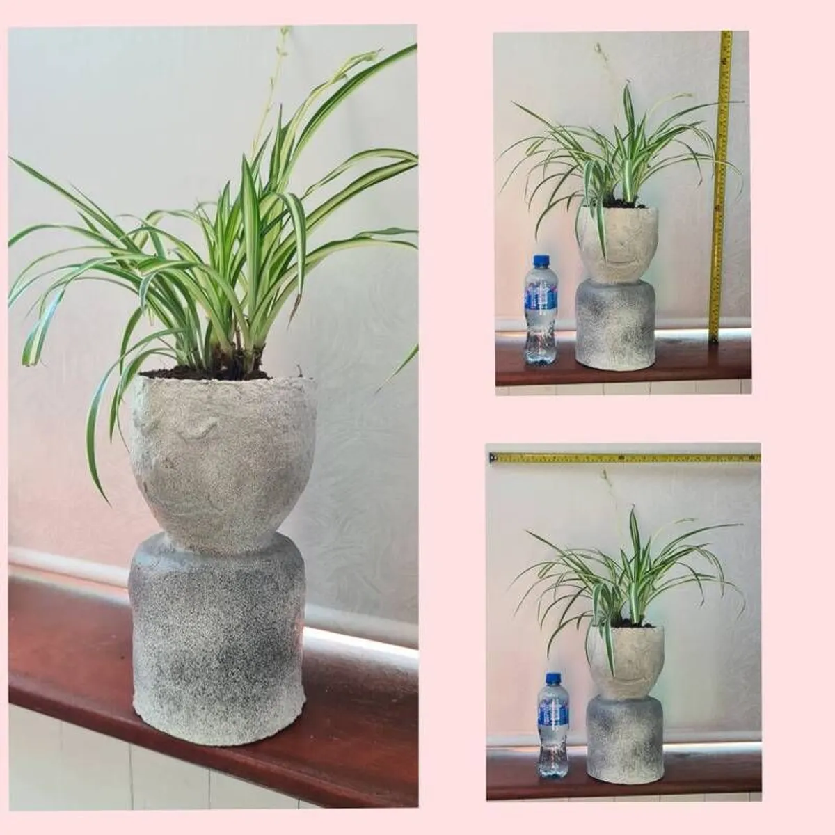 spider plant - Image 3