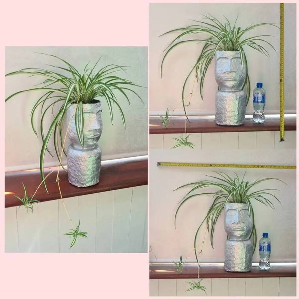 spider plant - Image 4
