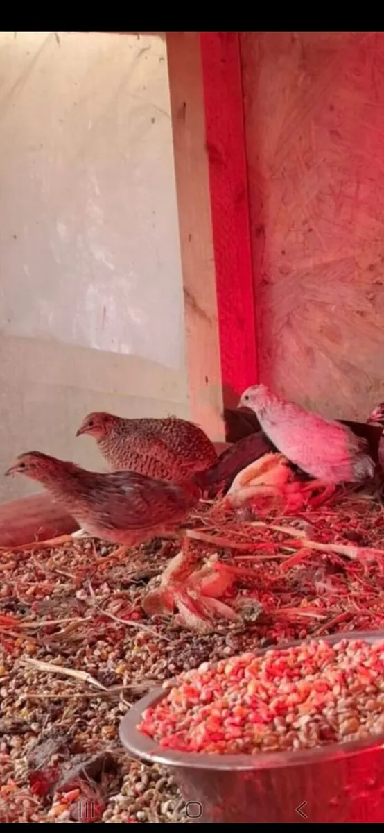 Quails