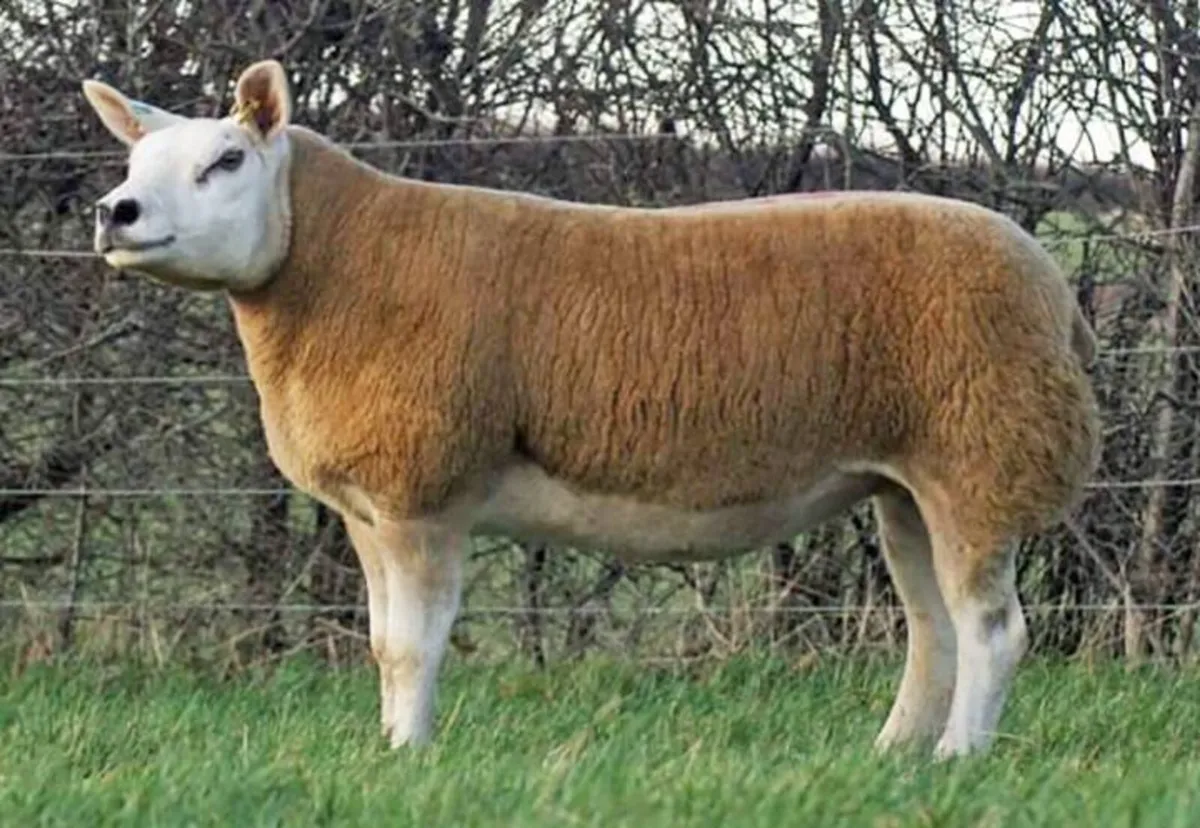 Wanted - Texel Ram Lamb