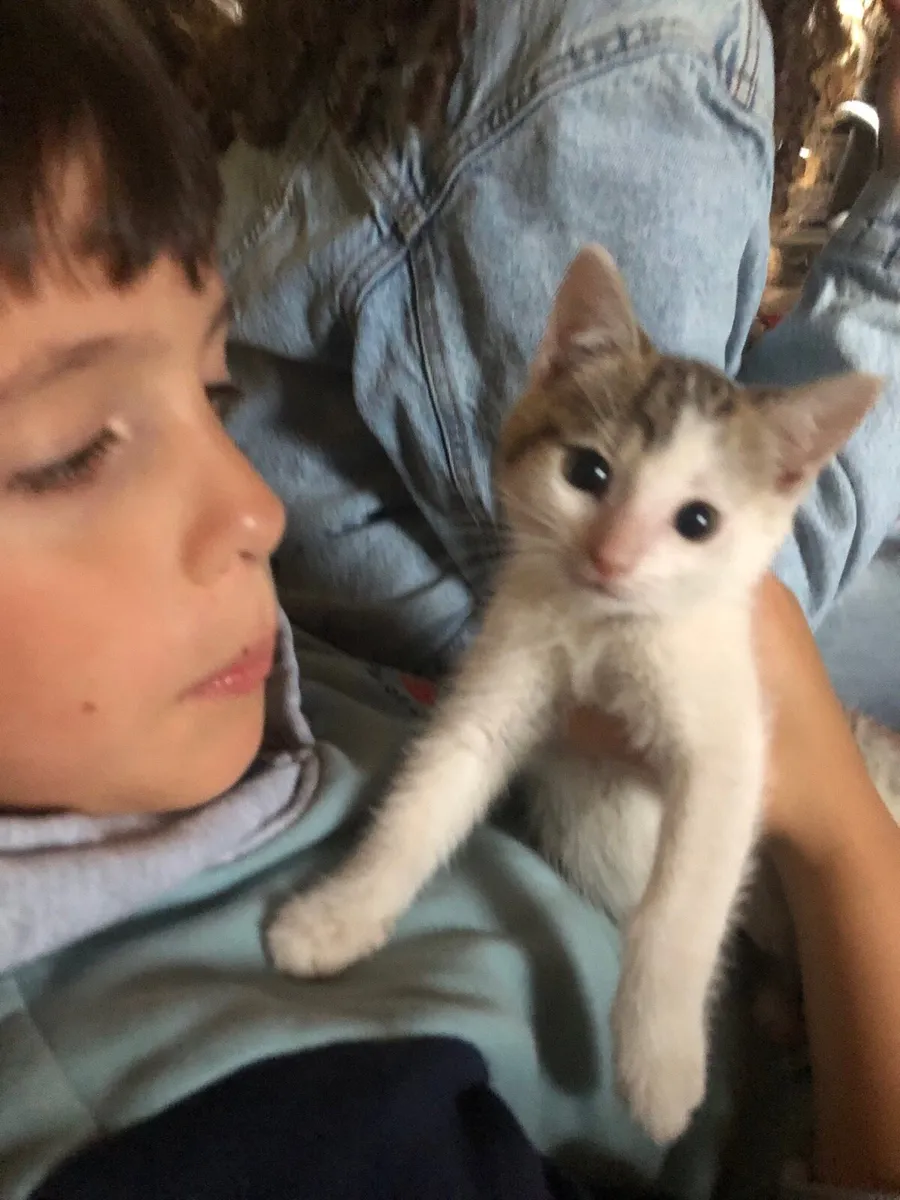 Female tabby/white kitten - Image 1