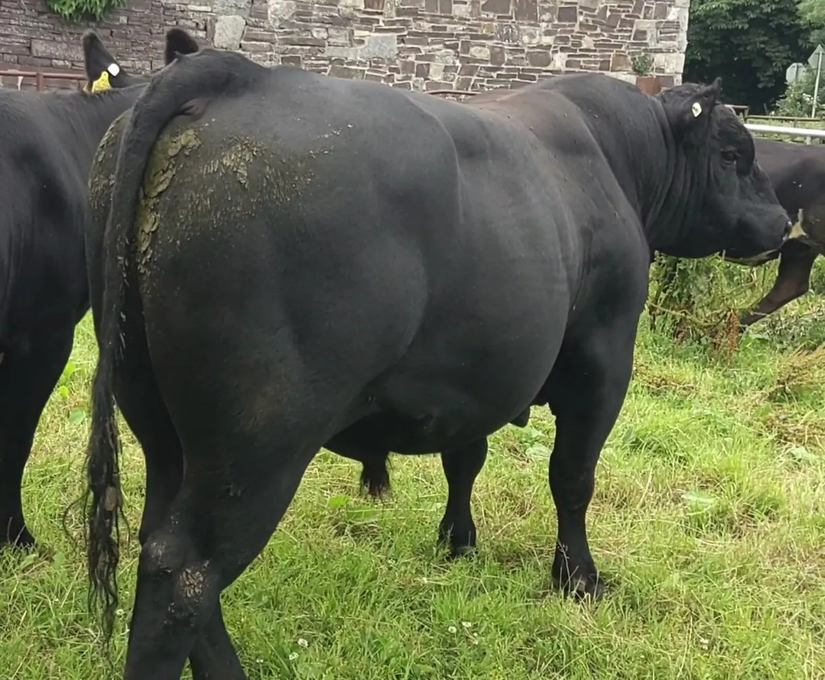 Angus Bull for Sale - Image 1