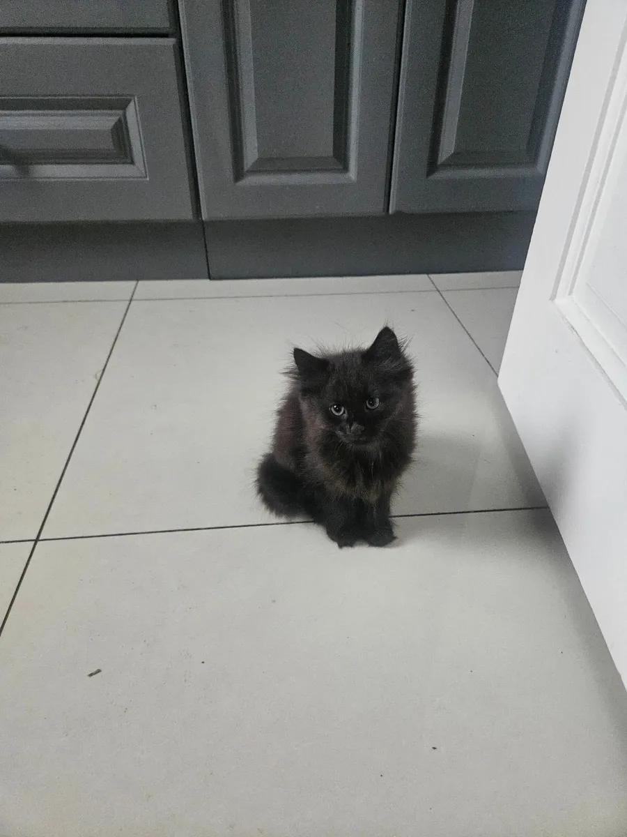 2 kittens  for sale - Image 1