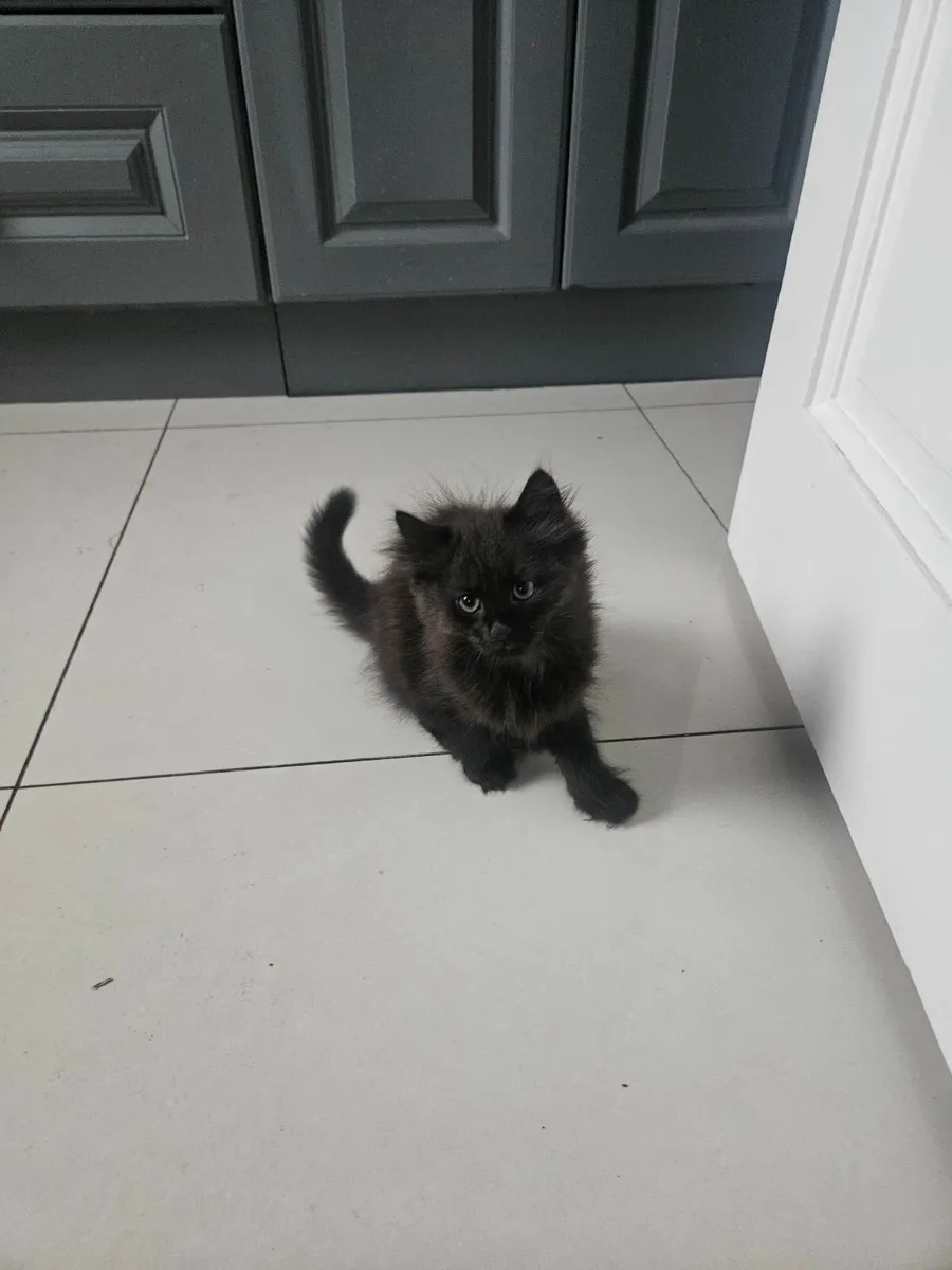 2 kittens  for sale - Image 3