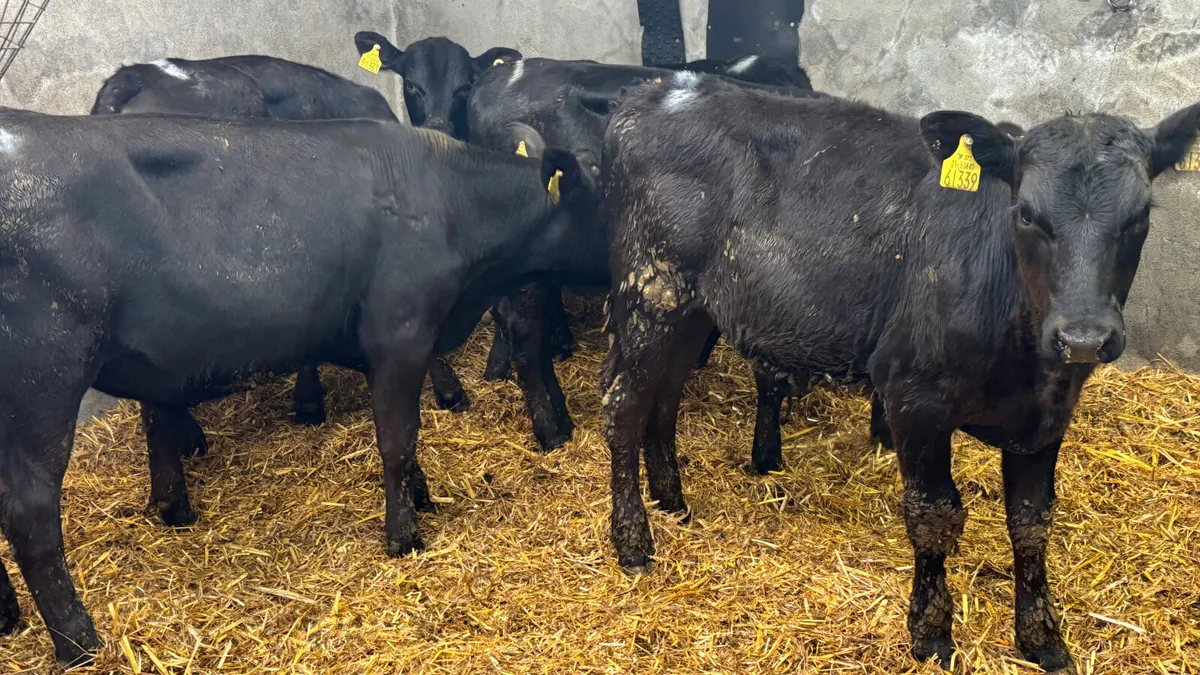 5 Quality Angus Bull Wealings - Image 4